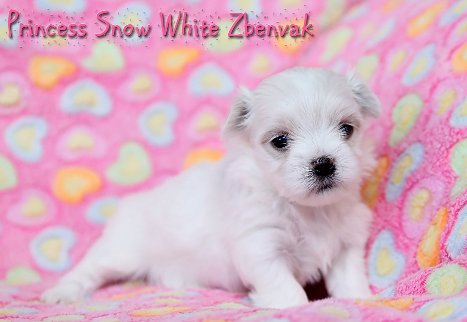 Princess Snow White Zbenvak