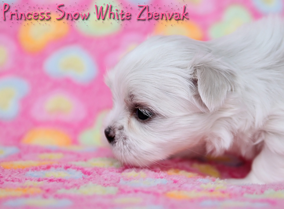 Princess Snow White Zbenvak 2