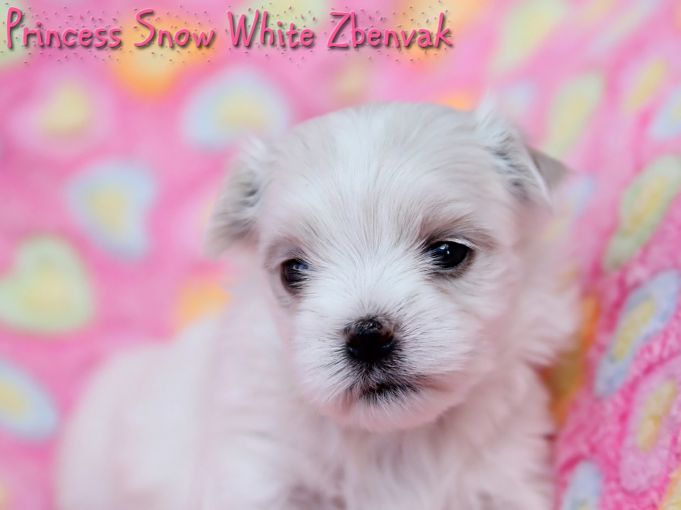 Princess Snow White Zbenvak 5