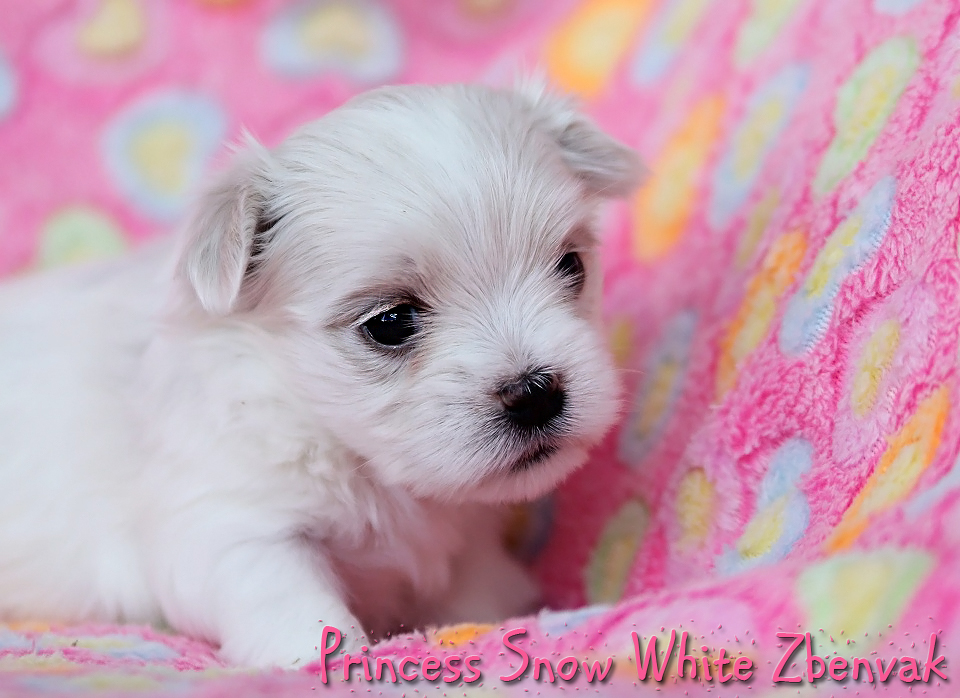 Princess Snow White Zbenva 10